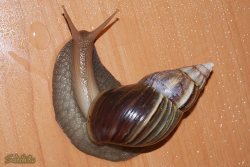 achatina17.jpg